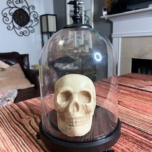 Decorative Skull Under plastic Dome